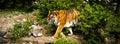 Forceful large siberian amur tiger walking on the rock with green area in his cage at the zoo like jungle forest Royalty Free Stock Photo