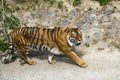 Forceful large siberian tiger walking on the rock with green area in his cage at the zoo like jungle forest wilderness Royalty Free Stock Photo