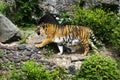 Forceful large siberian tiger walking on the rock with green area in his cage at the zoo like jungle forest wilderness Royalty Free Stock Photo