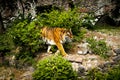 Forceful large siberian tiger walking on the rock with green area in his cage at the zoo like jungle forest wilderness wildlife Royalty Free Stock Photo