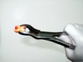 Forceps dental extraction and freshly extracted molar