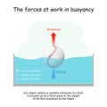 The forces at work in buoyancy. Gravity and Buoyancy