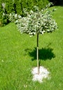 Forchun`s euonymus, cultivar Emerald Gaiety Euonymus fortunei on a trunk Royalty Free Stock Photo