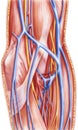 Forearm - Left Anterior Vessels and Nerves Deep Dissection