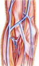 Forearm - Right Anterior Vessels and Nerves Deep Dissection