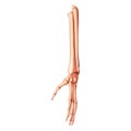 Forearms Skeleton Human front Anterior ventral view. Set of ulna, radius, hand, carpals, wrist, metacarpals phalanges 3D
