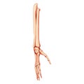 Forearms Skeleton Human front view. Set of ulna, radius, hand, carpals, wrist, metacarpals, phalanges Anatomically 3D