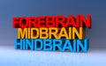 forebrain midbrain hindbrain on blue