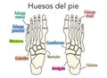 Diagram or infographic of the bones that make up a foot from an aerial view with names