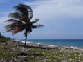 Wind Against Pam Tree at Unkept Beach Royalty Free Stock Photo