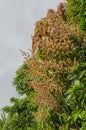 Long stems of Mango Blossoms