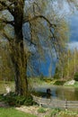 At the forefront of a huge willow at the pond Royalty Free Stock Photo