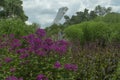 Phlox At The Forefront Of The Garden