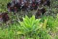 Agave Attenuata Century Plant with Aeonium arboreum Succulent Plants