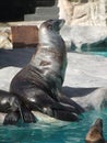 Foreground of animals. Seal. Marine life.