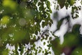 Foreground and background bokeh, white spherical bokeh, light green spherical bokeh