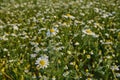 In the foreground is a beautiful plant of blooming white daisies. Royalty Free Stock Photo