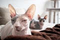 In the foreground a beautiful sleepy sphinx cat lying on a bed.