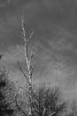 Branches of park trees that rushed up to the winter sky.