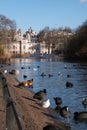 In the foreground, birds and waterfowl on and by the lake in St James`s Park, London UK. In the background, Horse Guards Royalty Free Stock Photo