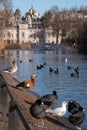 In the foreground, birds and waterfowl on and by the lake in St James`s Park, London UK. In the background, Horse Guards Royalty Free Stock Photo