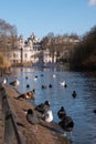 In the foreground, birds and waterfowl on and by the lake in St James`s Park, London UK. In the background, Horse Guards Royalty Free Stock Photo