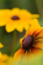 Foreground Black Eye Susan