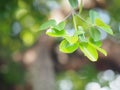Foreground branch green leaves of Garcinia schomburgkiana pierre texture background of backlight sunshine fresh tree blurred of