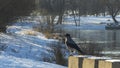 In foreground defocused grey crow sits on embankment of river in the town against nature background in winter time.