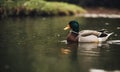 Farm. A duck and a drake swim in a pond Royalty Free Stock Photo