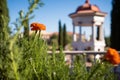 foreground focus on a plant with an italianate cupola as backdrop