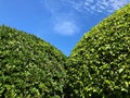 Foreground green leaves with blue sky and white cloud background , natural light . Royalty Free Stock Photo