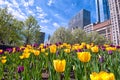 Juxtaposition of vibrant tulips against the cityscape of Chicago. Royalty Free Stock Photo