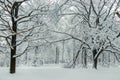 In the foreground is a large branchy tree covered with snow Royalty Free Stock Photo