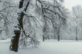 In the foreground is a large branchy tree covered with snow, a winter forest Royalty Free Stock Photo