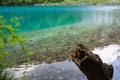 Foreground log and small fish in calm turquoise water Croatia