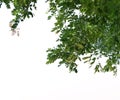 Foreground of lush trees isolated on white background Royalty Free Stock Photo