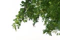 Foreground of lush trees isolated on white background