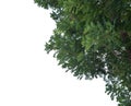 Foreground of lush trees isolated on white background Royalty Free Stock Photo