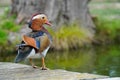 foreground of male mandarin duck looking at water Royalty Free Stock Photo