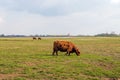 Grazing Highland cows in winter fur Royalty Free Stock Photo