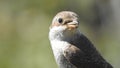 The foreground of the red-backed shrike