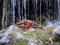 foreground of a red crayfish with a background of water cascade blurred Royalty Free Stock Photo