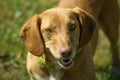 Portrait of a brown mongrel dog with honey coloured eyes