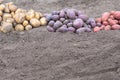 In the foreground, the soil is gray, in the background potatoes stacked in a row