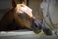 Close up of an Anglo-Arabian stallion horse poking his head over the door of his stable to greet another white horse