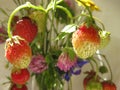 A bouquet of strawberries and wild flowers in a glass vase.