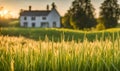 Foreground of vibrant green grass covering a wide meadow Royalty Free Stock Photo