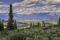 Foreground Wyoming Wildflowers and Sawtooth Mountains