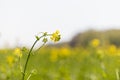 Single rapeseed flower close-up against the background of the field Royalty Free Stock Photo